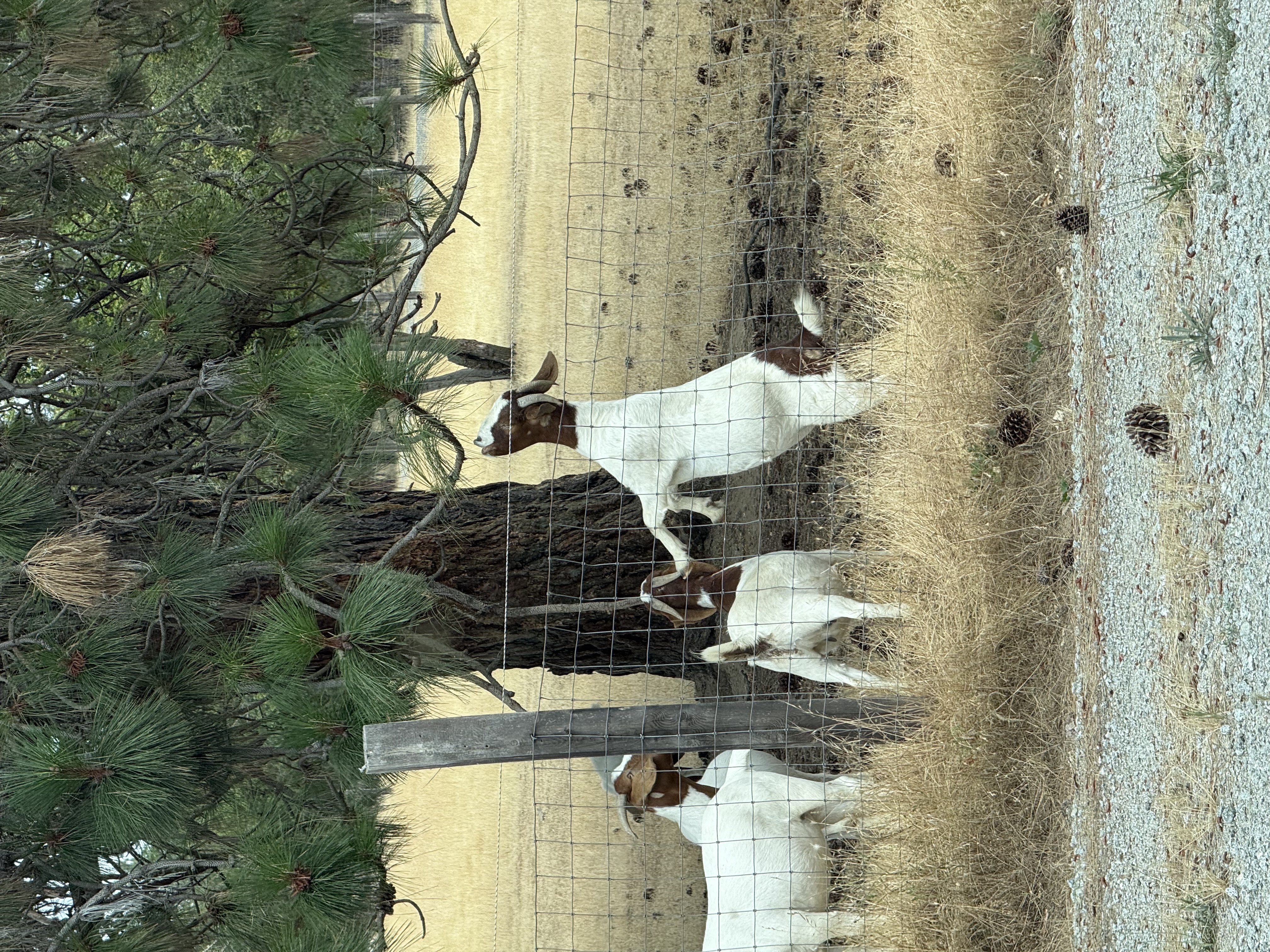 Bipedal goats