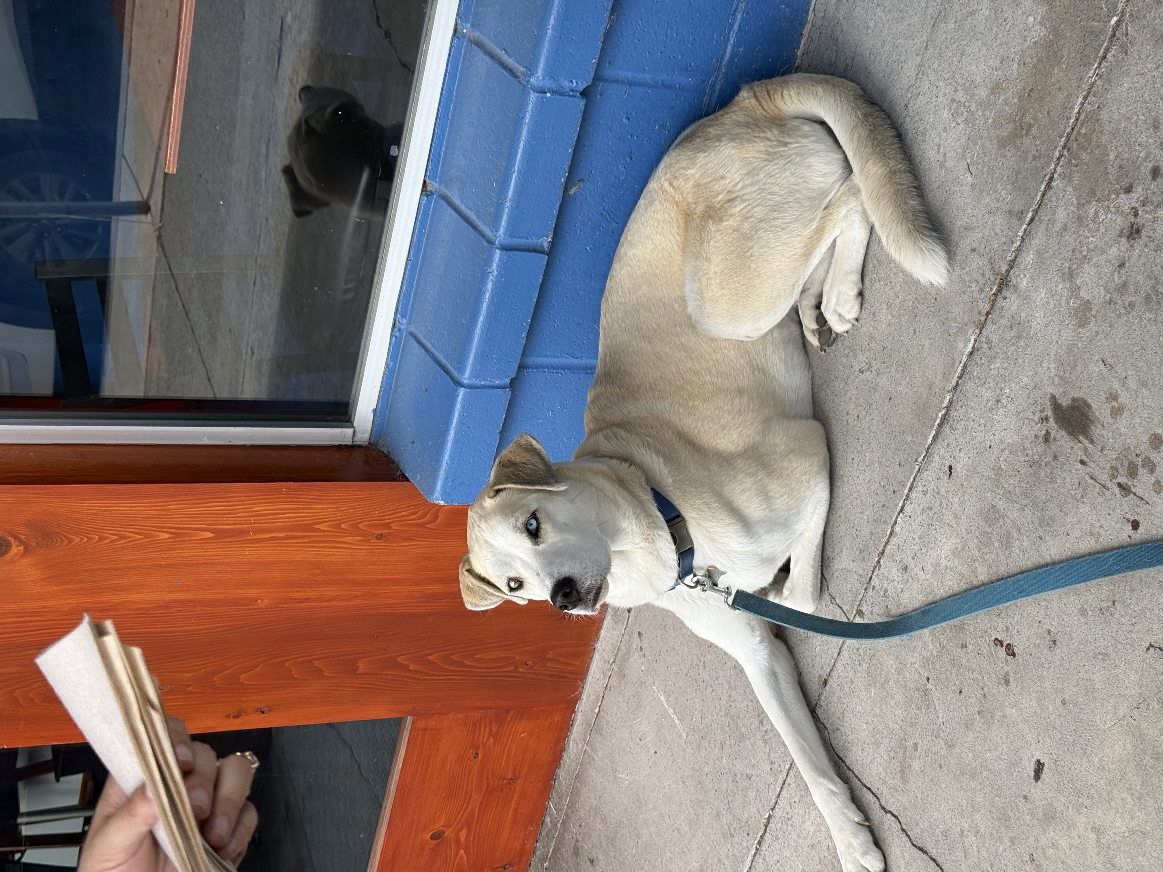 Oso in Shasta